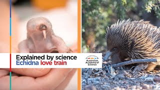 Echidna love train  Explained by science [upl. by Rusell15]