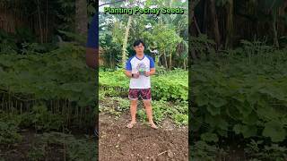 Planting Pechay Seeds farming pechay probinsya [upl. by Duval]