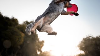 Learn About the Fascinating Markings of Australian Cattle Dogs [upl. by Duncan835]