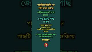 আর্থিক উন্নতি তে বাধা এলে এটি করুন  আর্থিক উন্নতির বাধা কাটানোর উপায় shortsfeed astrology [upl. by Myna476]