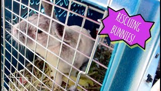 RESCUING 3 BUNNIES FROM THE SHELTER [upl. by Agace]