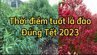 Thời điểm tuốt lá đào nở đúng Tết 2023 ở miền Bắc [upl. by Harrell]