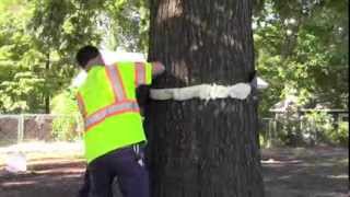 Preventing cankerworms How to band a tree [upl. by Serafine]