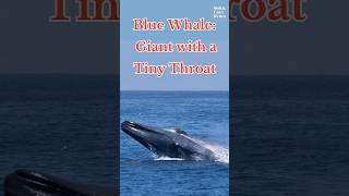 Blue Whale Giant with a Tiny Throat subscribe facts shorts [upl. by Amled]