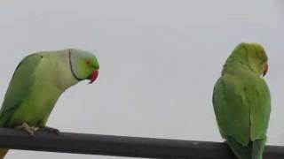 Funny Rose ringed parakeet [upl. by Matheson]