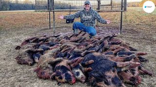 Cómo Los Agricultores De Texas Lidian Con Millones De Cerdos Salvajes Gigantes Que Invaden [upl. by Lamson539]