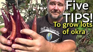 5 Tips How to Grow a Ton of Okra in a Raised Garden Bed [upl. by Sheply]