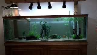 125 Gallon DIY TurtleCommunity Tank [upl. by Boulanger]