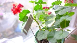 Pelargoner  Övervintra och vinterföra dina pelargoner skötsel [upl. by Naujek]