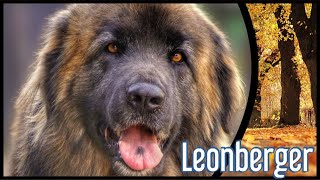 Klassischer Molosser und Herdenschutzhund sprechen miteinander über den Leonberger [upl. by Cromwell530]