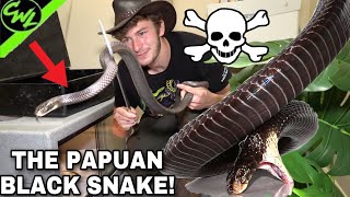 THE PAPUAN BLACK SNAKEHIGHLY VENOMOUS [upl. by Roley651]