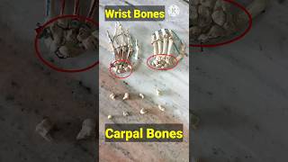 Carpal Bones anatomy medical shorts viral [upl. by Naashom783]