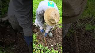 This is how you harvest yucca root colombia yucca harvest [upl. by Ecyak]