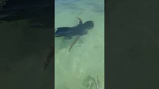 Snorkelingnaturekidbeautifuldayhulhumale Maldives [upl. by Ahtael]