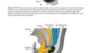 Embryology Urinary system [upl. by Renfred693]