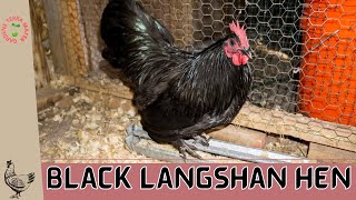 Black Langshan Hen Gallus gallus domesticus The Elegance and Grace of a Heritage Beauty [upl. by Spragens]