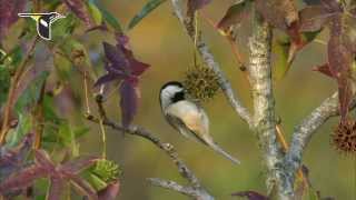 Research update New chickadee study shows climate change affecting distribution [upl. by Ymmor]