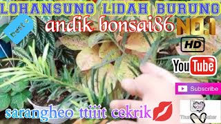 Review bahan bonsai lohansung [upl. by Lennie338]