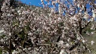 Almendros en flor [upl. by Ramedlaw671]