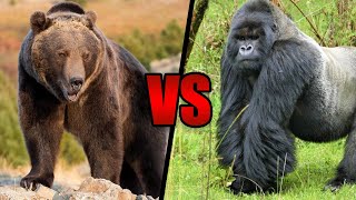 Grizzly Bear VS Silverback Gorilla  Who Would Win [upl. by Nirrat]