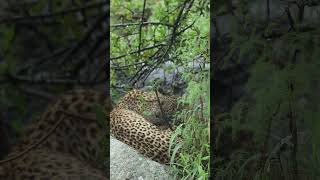 Exciting News The Rocky Ridge Female Leopard Has Cubs [upl. by Etireuqram]