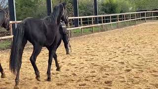 Cheval à vendre  Diacalida  Vidéo 2  equirodicom [upl. by Bently634]