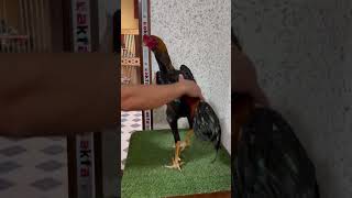 👍🏻😱💯dakan aseelmurga oshamo hurozlar shamo ayam murga ohshamo петух [upl. by Gustin]