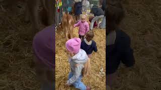 switzerland stgallen altstätten viehschau livestockshow kinder children கால்நடைநிகழ்ச்சி [upl. by Nagap]