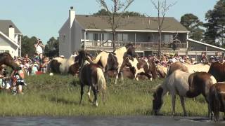 The Chincoteague Pony Swim 2012 [upl. by Alleinad]