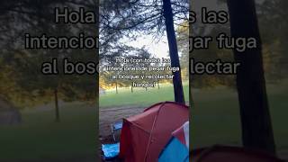 Si🍄 micologia hongos campaign camping campamentos sierra bosque explore shorts viralvideo [upl. by Mellette]