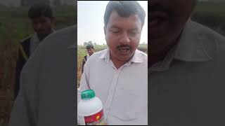 sugarcane Crop Herbicide Use lojus Product Gharada Chemicals Supar Results Weed Control sugarcane [upl. by Geesey171]