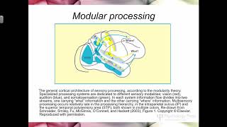 PSY 324 Multisensory integration 41818 [upl. by Woodson]