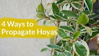 4 Ways To Propagate A Hoya  Joy Us Garden [upl. by Deth]