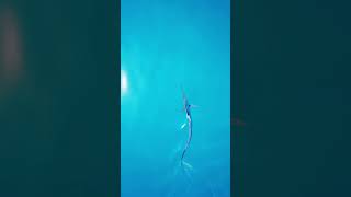 Sailfish swimming calmly along the sea surface  sailfish fishing billfish [upl. by Bissell]