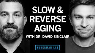 Dr David Sinclair The Biology of Slowing amp Reversing Aging [upl. by Eelyab]