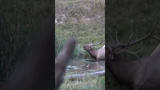 Elk bugles with mouth full of water before arrow flies huntinseason elkhunting elkbugle elk [upl. by Rehportsirhc]