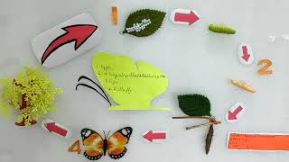 butterfly life cyclelife cycle of a butterflylife cyclelife cycle of a butterfly for kids [upl. by Husha852]