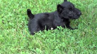 Scottish Terrier Puppies at Four Weeks  and Pepper [upl. by Suruat]