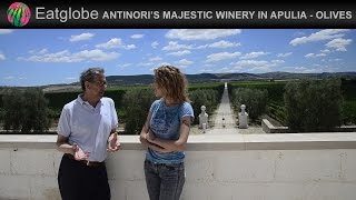 Antinoris Majestic Winery in Apulia  Olives [upl. by Aihsiyt]