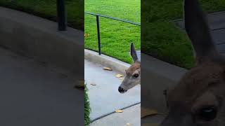 A close encounter with a curious deer looking for a snack on a beautiful day on Catalina Island [upl. by Hanser956]