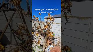 Chaos Gardening Results 🌱 ytshorts carrots marigoldgarden homegrown fypシ゚viral gardeningtips [upl. by Sibelle]