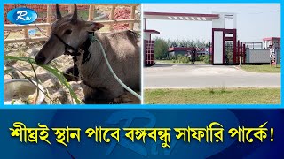 বেপরোয়া বিরল নীলগাই এখন শান্ত  Nilgai  Rtv Exclusive News [upl. by Ilrahc]