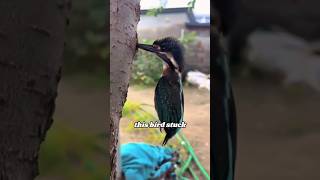 Stunning Kingfisher heartwarmingpets animallover cute [upl. by Australia]