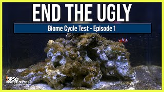 Ep 1 How to Avoid the Ugly Stage BRStv Investigates the Biome Cycle and Reef Aquariums [upl. by Zaneta580]