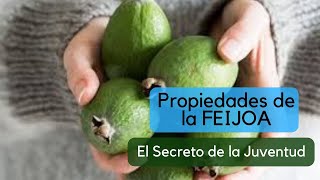 Beneficios de la Feijoa  ¿Porque es tan buena [upl. by Elletnohs939]