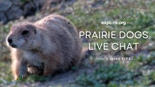 Prairie Dogs Live Chat  Explore Live Events [upl. by Gaye]