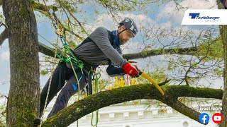 TEUFELBERGER Ambassador Treeclimbing Competition [upl. by Sulokcin]