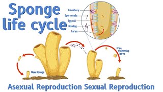 Sponge Life Cycle  Asexual Reproduction  Sexual Reproduction  CareWell Laboratory [upl. by Paulsen]