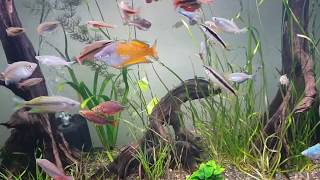 HD 800L Rainbowfish Display Tank [upl. by Elletsyrk]