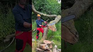 NEW MILWAUKEE DUAL Battery Ground Saw cutting Hard English Oak milwaukee chainsaws milwaukeetools [upl. by Lekar805]